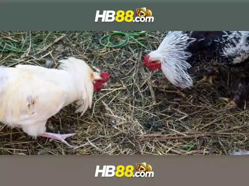 hb88 phiên bản android – Chủ đề tổng quan và giá trị cốt lõi